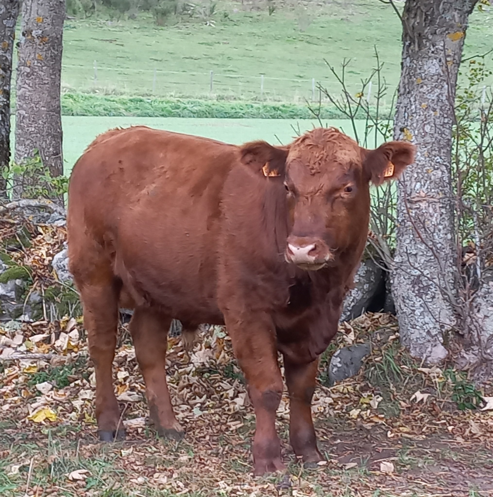 colis de viande angus bio